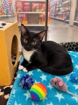 Elegans -  Domestic Short Hair Cat for Adoption in Fort Lupton, Colorado - Elegans | PetCurious
