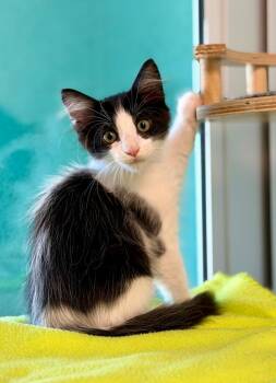 Turnip -  Domestic Medium Hair Cat for Adoption in Cape Coral, Florida - Turnip | PetCurious