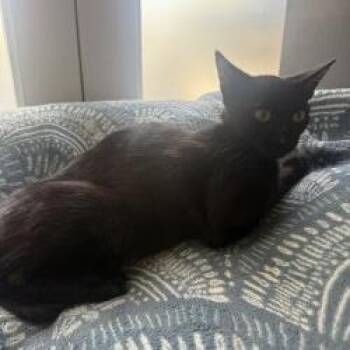 Cafe -  Domestic Short Hair Cat for Adoption in Brea, California - Cafe | PetCurious