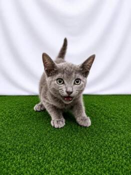 Telemachus -  Domestic Short Hair Cat for Adoption in Covington, Louisiana - Telemachus | PetCurious