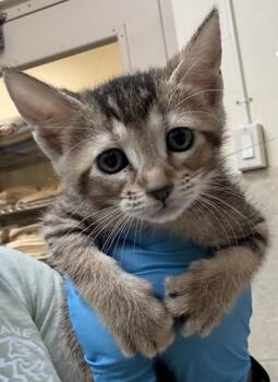 Honey -  Domestic Short Hair Cat Available for Adoption in Honolulu, Hawaii - Honey | PetCurious