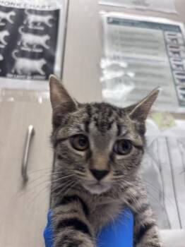 MAJOR MEOW -  Domestic Short Hair Cat for Adoption in Las Vegas, Nevada - MAJOR MEOW | PetCurious