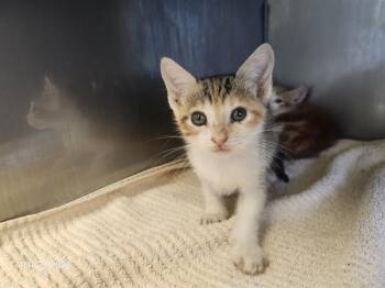 SANDALS* -  Domestic Short Hair Cat for Adoption in Santa Cruz, California - SANDALS* | PetCurious