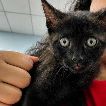 Raven -  Domestic Short Hair Cat for Adoption in Sunrise, Florida - Raven | PetCurious