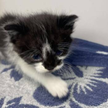 Rescue Domestic Short Hair Cats for Adoption in Madison, Wisconsin - Pluto | PetCurious