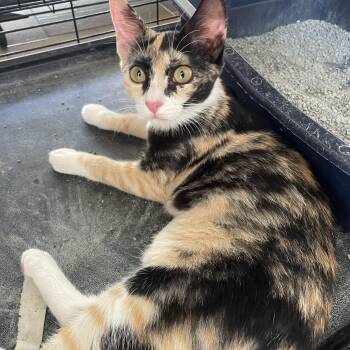 Domestic Short Hair Cats Available for Adoption in Franklin, Massachusetts - Poppy | PetCurious