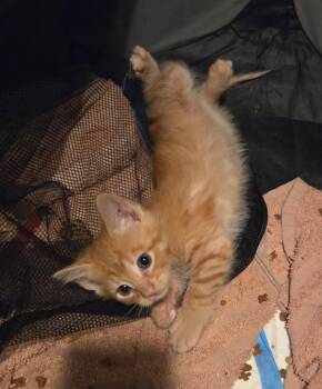 Domestic Short Hair Cats Available for Adoption in Camden, South Carolina - Magistrate (available For Pre-adoption) | PetCurious