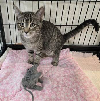 Tilly -  Domestic Short Hair Cat for Adoption in Southbury, Connecticut - Tilly | PetCurious