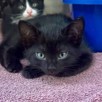 Barley -  Domestic Short Hair Cat for Adoption in Walnut Creek, California - Barley | PetCurious
