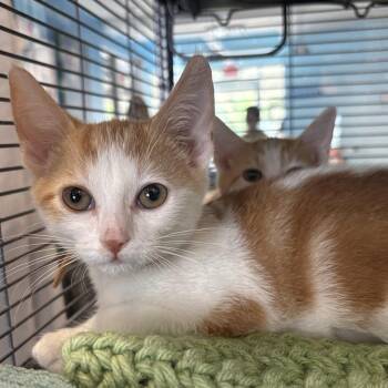 Sunrise -  Domestic Short Hair Cat for Adoption in Chesapeake, Virginia - Sunrise | PetCurious