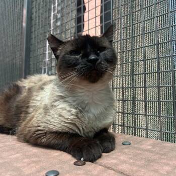 Domestic Short Hair Cats Available for Adoption in Fresno, California - Lucy | PetCurious