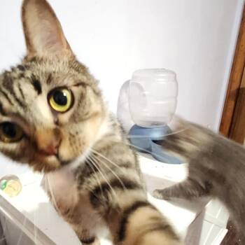 Domestic Short Hair Cats Available for Adoption - Pips | PetCurious