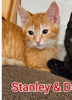 Rescue Domestic Short Hair Cats for Adoption in Grand Rapids, Michigan - Stanley | PetCurious
