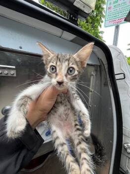 RAPH -  Domestic Short Hair Cat for Adoption in Doral, Florida - RAPH | PetCurious