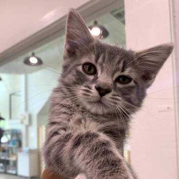 Greyson -  Domestic Short Hair Cat for Adoption in Chapel Hill, North Carolina - Greyson | PetCurious