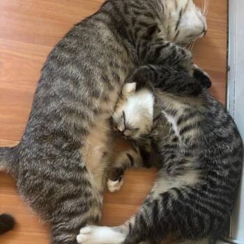 Fitz -  Domestic Short Hair Cat for Adoption in Los Angeles, California - Fitz | PetCurious
