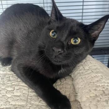 Domestic Short Hair Cats Available for Adoption in Lenexa, Kansas - Maddox | PetCurious