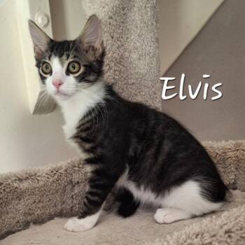 Elvis #king-of-hearts -  Maine Coon and Domestic Medium Hair Cat for Adoption in Houston, Texas - Elvis #king-of-hearts | PetCurious