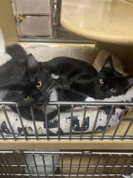Felix & Lila (bonded pair) -  Domestic Medium Hair Cat for Adoption in Lakewood, California - Felix & Lila (bonded Pair) | PetCurious
