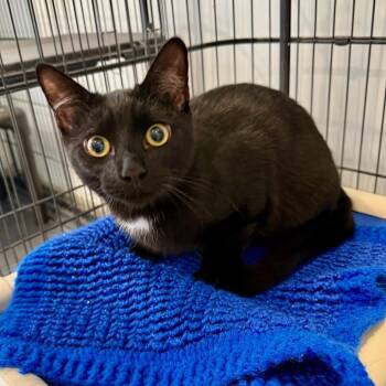 Domestic Short Hair Cats Available for Adoption - Poe | PetCurious