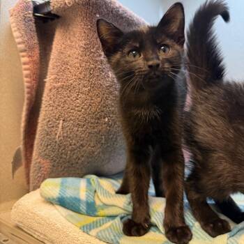 Vinnie -  Domestic Short Hair Cat for Adoption in Pittsburgh, Pennsylvania - Vinnie | PetCurious
