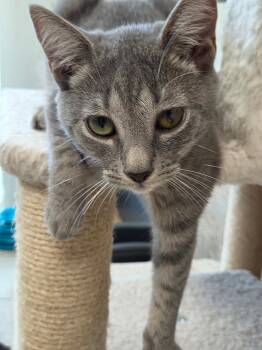 Fenway -  Domestic Short Hair Cat for Adoption in INDN HBR BCH, Florida - Fenway | PetCurious