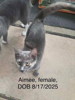 Aimee -  Domestic Short Hair Cat for Adoption in Glenfield, New York - Aimee | PetCurious