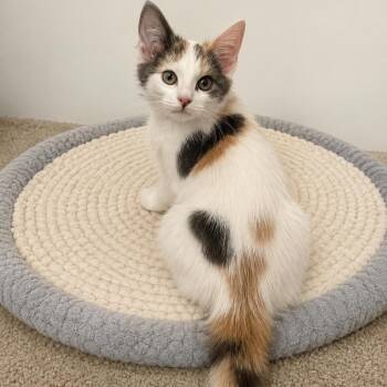 Lady -  Domestic Short Hair Cat for Adoption in Villa Park, California - Lady | PetCurious