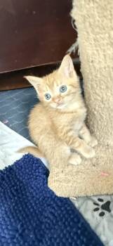 Rescue American Shorthair Cats for Adoption in Manchester, Connecticut - STICK & FLUX | PetCurious