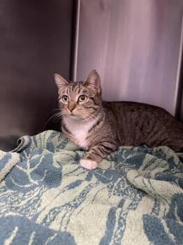 Domestic Short Hair Cats Available for Adoption - PERSEPHONE | PetCurious