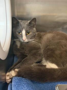 MEATLOAF -  Domestic Short Hair Cat for Adoption in Hagerstown, Maryland - MEATLOAF | PetCurious