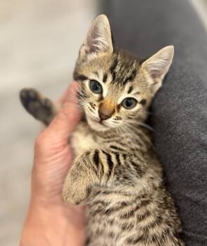 Rescue Domestic Short Hair Cats for Adoption in Chapel Hill, North Carolina - Venus | PetCurious