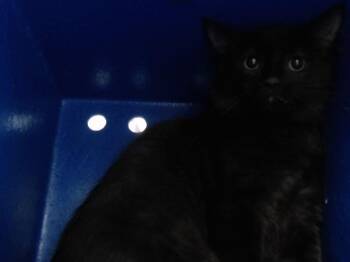 GRIMORA -  Domestic Medium Hair Cat for Adoption in Orlando, Florida - GRIMORA | PetCurious