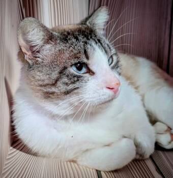 Snowshoe and Siamese Cats Available for Adoption - Olipurr Twist PWAR | PetCurious