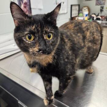 Domestic Short Hair Cats Available for Adoption in Chattanooga, Tennessee - Ash (Kitty) | PetCurious