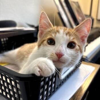 Domestic Short Hair Cats Available for Adoption in Costa Mesa, California - Cedar | PetCurious