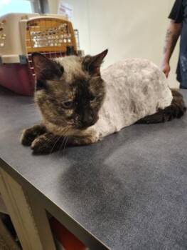 Siamese and Domestic Short Hair Cats Available for Adoption - Mae | PetCurious