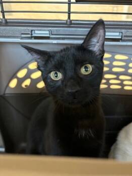 Rescue Domestic Short Hair Cats for Adoption in Farmers Branch, Texas - Riku | PetCurious