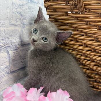 Topaz -  Domestic Short Hair Cat for Adoption in Harrisonburg, Virginia - Topaz | PetCurious