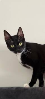 Bella -  Domestic Short Hair Cat for Adoption in Albany, New York - Bella | PetCurious