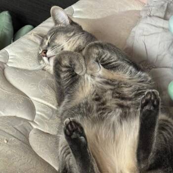 Domestic Short Hair Cats Available for Adoption - Dino | PetCurious