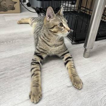 Domestic Short Hair Cats Available for Adoption - Badger | PetCurious