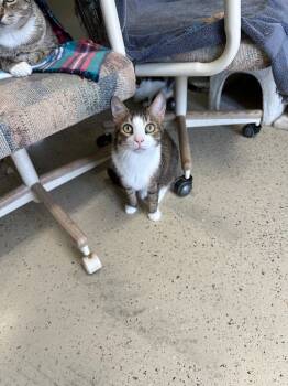 Rescue Domestic Short Hair Cats for Adoption in Saint James City, Florida - Jasper | PetCurious