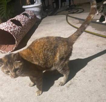 Sweet Senior Cat Mommy Needs New Home -  Tortoiseshell Cat for Adoption in Metairie, Louisiana - Sweet Senior Cat Mommy Needs New Home | PetCurious