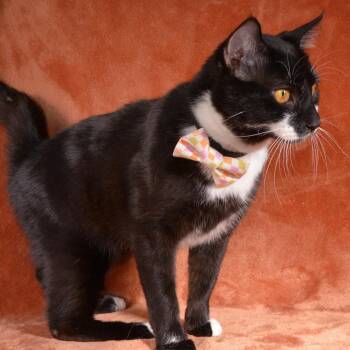 Pete -  Domestic Short Hair Cat Available for Adoption in Traverse City, Michigan - Pete | PetCurious