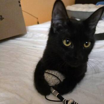 Persephone (Fluffy) -  Domestic Medium Hair Cat for Adoption in Pikesville, Maryland - Persephone (Fluffy) | PetCurious