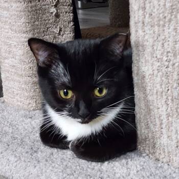 Rescue Domestic Short Hair Cats for Adoption in Washington, Pennsylvania - Willow | PetCurious