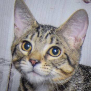 Bentlee -  Tabby and Domestic Short Hair Cat for Adoption in Huntley, Illinois - Bentlee | PetCurious