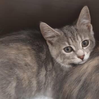 Toph -  Domestic Short Hair Cat for Adoption in Chattanooga, Tennessee - Toph | PetCurious