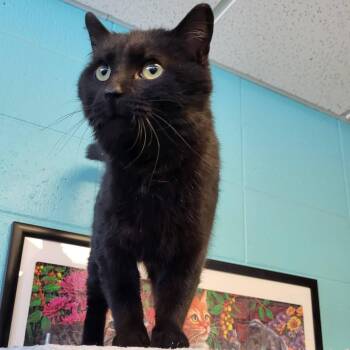 Domestic Short Hair Cats Available for Adoption - Frio | PetCurious